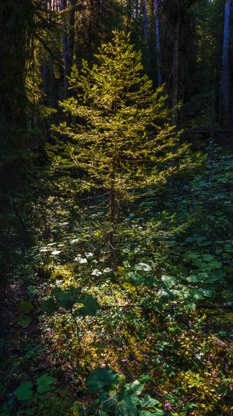 Beautiful Forest--Finally Not Burned!. Photo by Dave Bell.