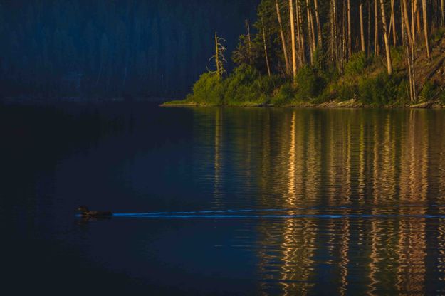 Big Salmon Lake Lonely Loon. Photo by Dave Bell.