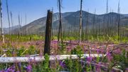 Wildland Fire Burned Area. Photo by Dave Bell.