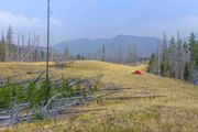 Burned Forest Along West Fork Of The South Fork Of The Sun River. Photo by Dave Bell.