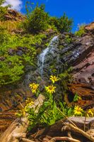 Waterfall Wildflowers. Photo by Dave Bell.