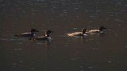 Big Salmon Lake Loons. Photo by Dave Bell.