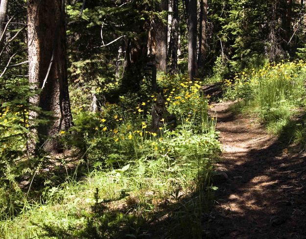 Trail Scenery. Photo by Dave Bell.