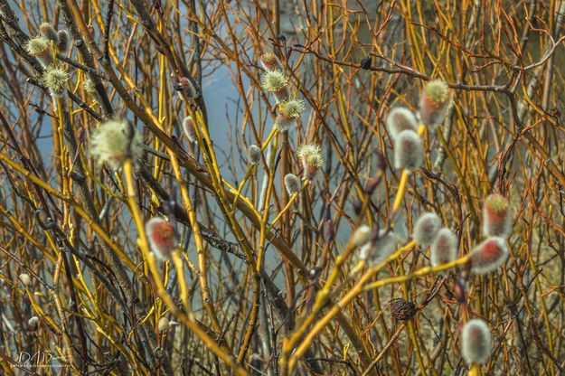 Willow Blooms. Photo by Dave Bell.