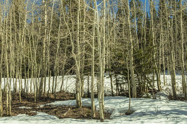 Spring Aspen Grove. Photo by Dave Bell.