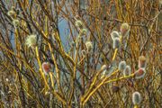 Willow Blooms. Photo by Dave Bell.