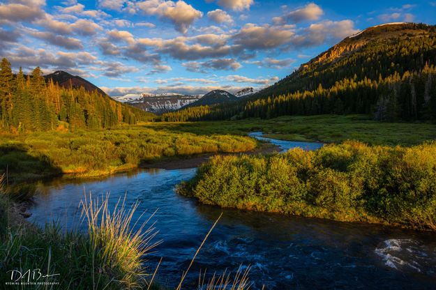 Golden Light. Photo by Dave Bell.