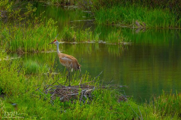 Cottonwood Sandhill. Photo by Dave Bell.