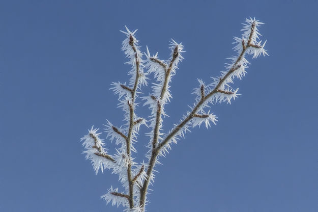 Frosty Tips. Photo by Dave Bell.