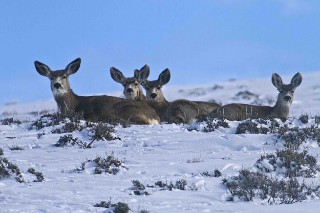 Sunnin.... Photo by Dave Bell.