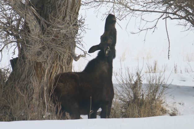 Close. Photo by Dave Bell.