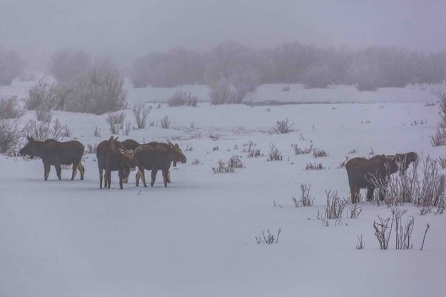 Five Foggy Moose. Photo by Dave Bell.