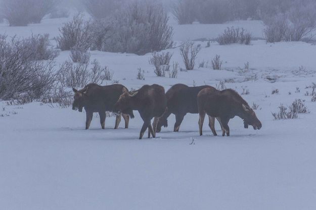 Moose. Photo by Dave Bell.