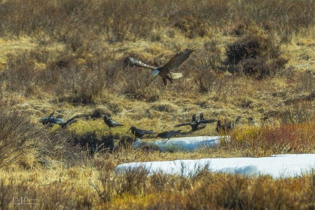 Hovering. Photo by Dave Bell.