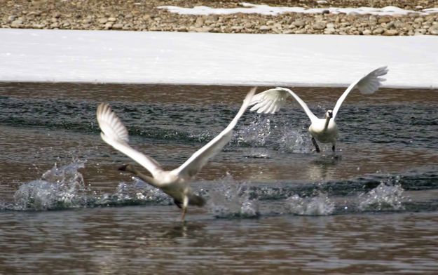 Wild Water Runners. Photo by Dave Bell.