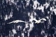 In Flight. Photo by Dave Bell.