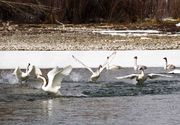 Swan Play. Photo by Dave Bell.