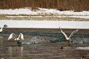 Race Around The Pond. Photo by Dave Bell.