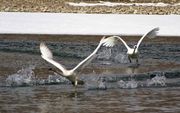 Wild Water Runners. Photo by Dave Bell.