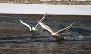 Water Races--Learning To Fly. Photo by Dave Bell.