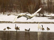 Departure. Photo by Dave Bell.