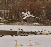 Two In Flight. Photo by Dave Bell.