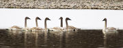 Immature Swans. Photo by Dave Bell.