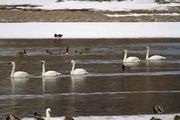 Painted Swans. Photo by Dave Bell.