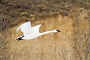 Beauty In Flight. Photo by Dave Bell.