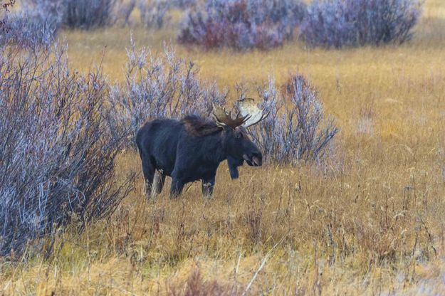 Tentative. Photo by Dave Bell.