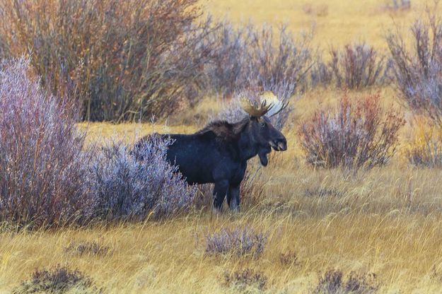 Willow Moose. Photo by Dave Bell.