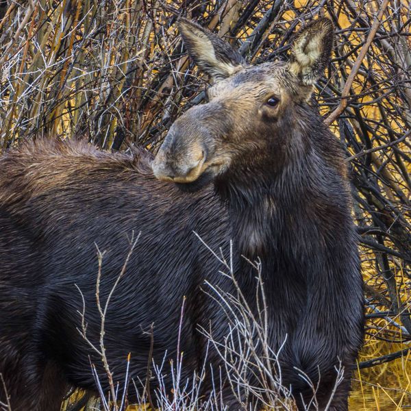 Her Eye On Me. Photo by Dave Bell.