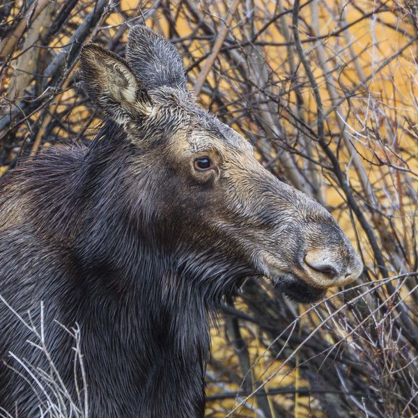 This Is My Better Side. Photo by Dave Bell.