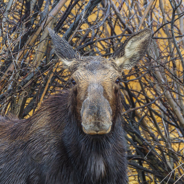 Curious Georgette. Photo by Dave Bell.