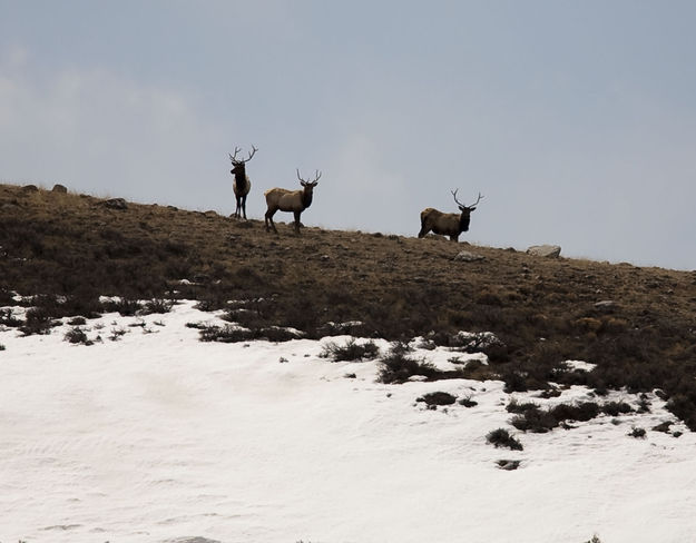 Three Bulls--Still Holding Horns. Photo by Dave Bell.