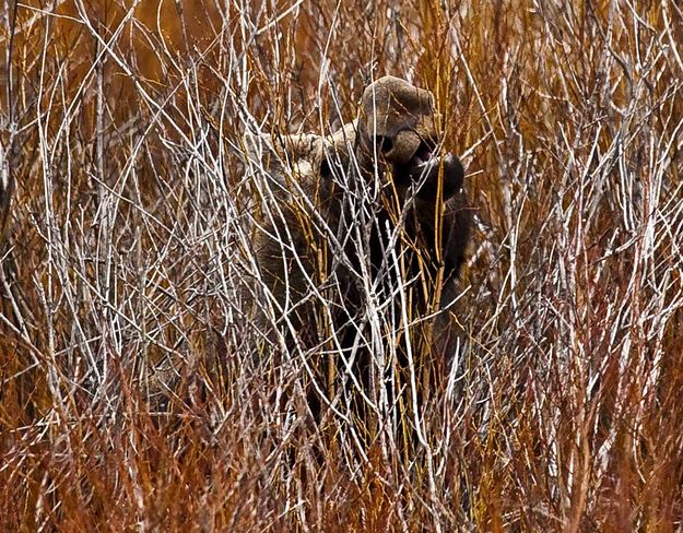 Going After Dinner. Photo by Dave Bell.