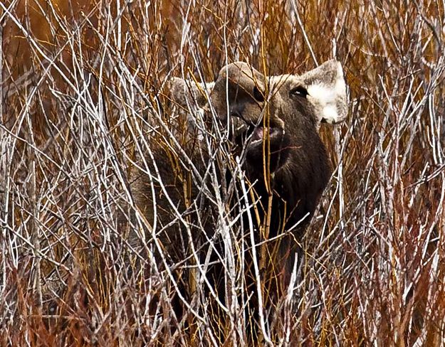 Getting The Soft Spring Juicy Stalk. Photo by Dave Bell.