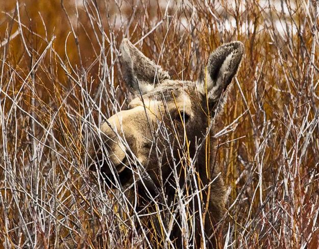 In The Bushes. Photo by Dave Bell.