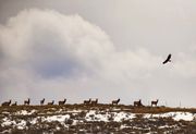 Who's Watchin Who!. Photo by Dave Bell.