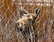 In The Bushes. Photo by Dave Bell.