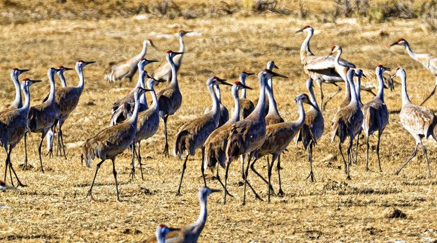 A Lot Of Beaks. Photo by Dave Bell.