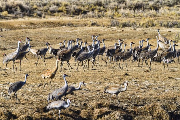 Moving As One. Photo by Dave Bell.