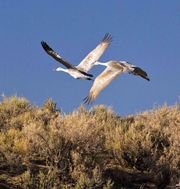 Two Departing. Photo by Dave Bell.