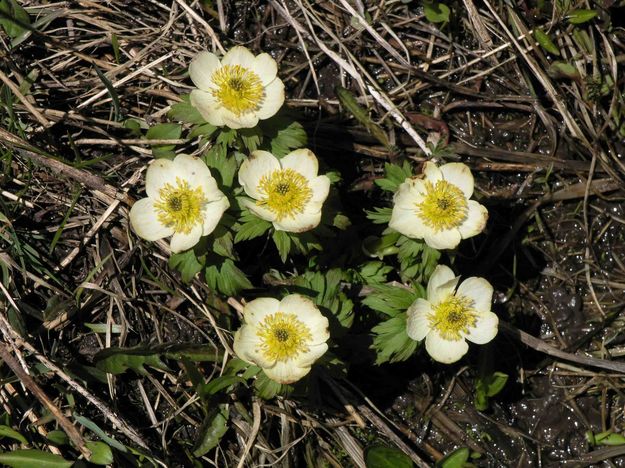 Yellow Flowers Thriving In Runoff. Photo by Dave Bell.