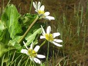 White Water Flowers. Photo by Dave Bell.