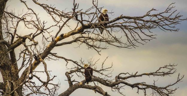 Baldy Times Two. Photo by Dave Bell.