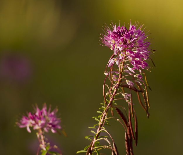 Who Can Name It?  How About A Silky Phacelia!  Thanks, Bill.. Photo by Dave Bell.