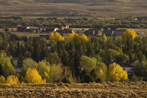 Pinedale Fall Leaves. Photo by Dave Bell.