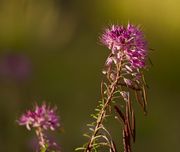 Who Can Name It?  How About A Silky Phacelia!  Thanks, Bill.. Photo by Dave Bell.