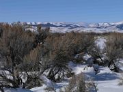 Sage Brush Vista. Photo by Dave Bell.